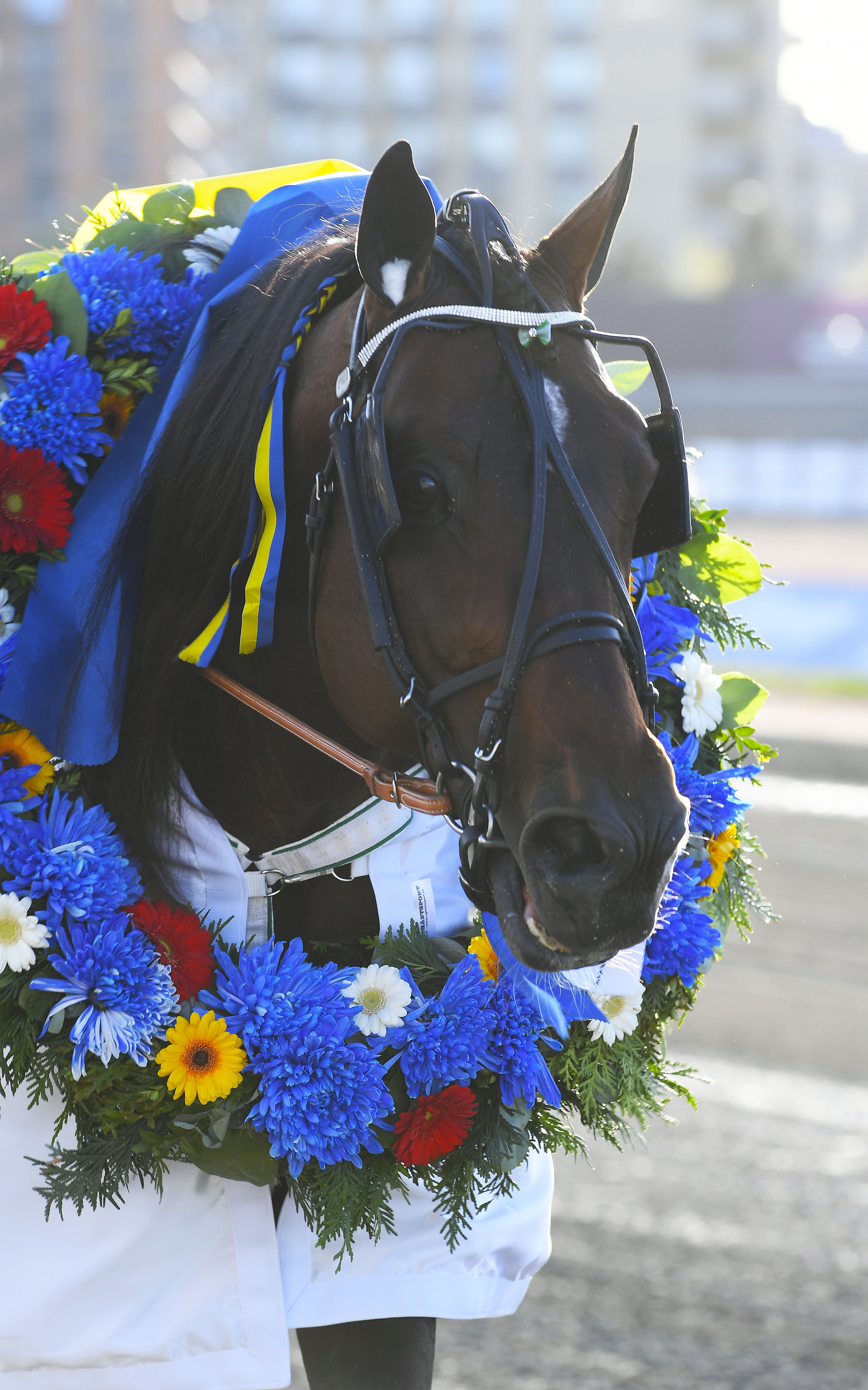 Who's Who efter segern i Paralympiatravet. Foto; ALN